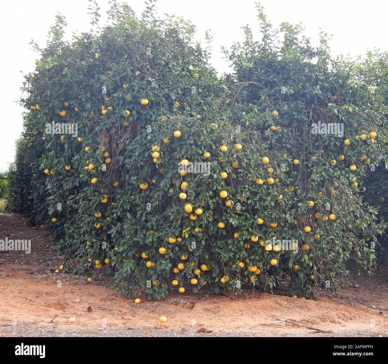 Ripe grapefruits on a tree Stock Photo