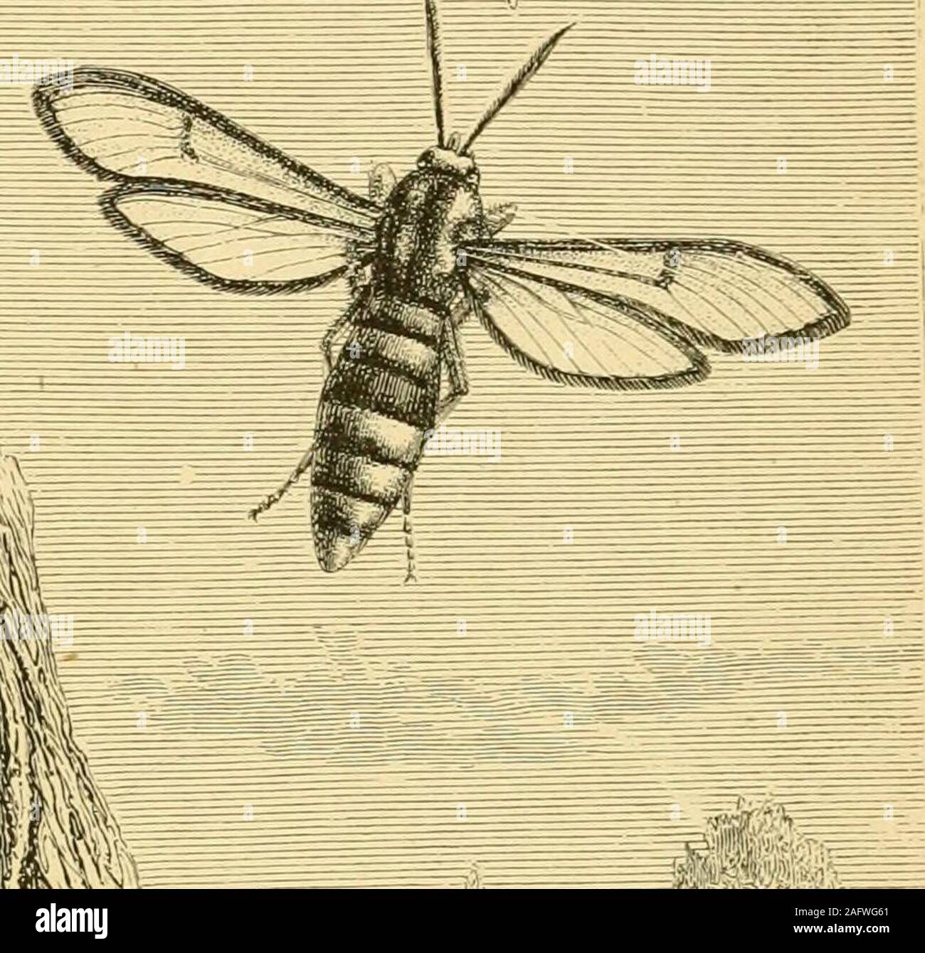 . The transformations (or metamorphoses) of insects (Insecta, Myriapoda, Arachnida, and Crustacea) : being an adaptation, for English readers, of M. Émile Blanchard's 'Metamorphoses, moeurs et instincts des insects;' and a compilation from the works of Newport, Charles Darwin, Spence Bate, Fritz Müller, Packard, Lubbock, Stainton, and others. IHE METAMORrildSES oE ScS/a apifoi-niis THE SFI/LYGW.E. 97 immense antennae upon their very small heads; and the narrowwings, which are green or a very deep blue, with spots or bandsof rich carmine, make them to be very much sought after. One species, Zyg Stock Photo