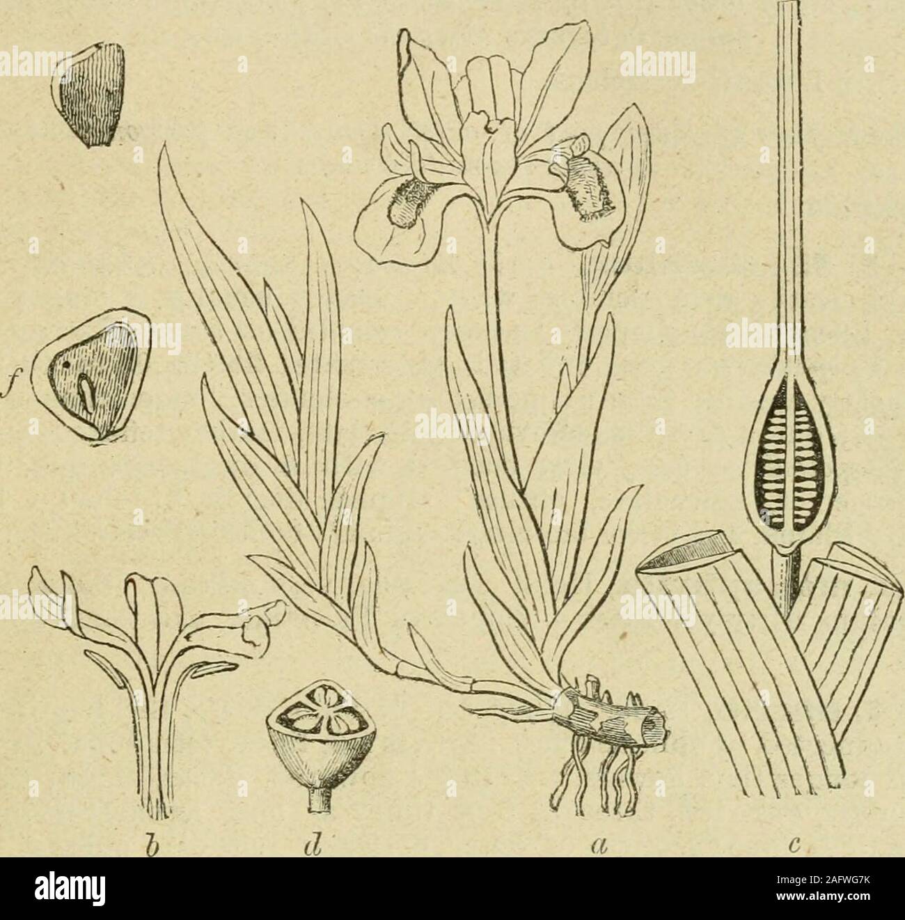 Flora of Syria, Palestine, and Sinai : from the Taurus to Ras Muhammas and  from the Mediterranean sea to the Syrian desert. .t Styles 3, more or less  united at base.