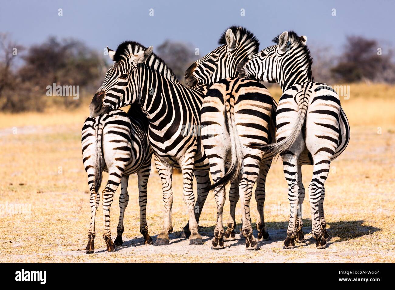 Zebras on lookout formation at savannah, Moremi game reserve, Okavango delta, Botswana, Southern Africa, Africa Stock Photo