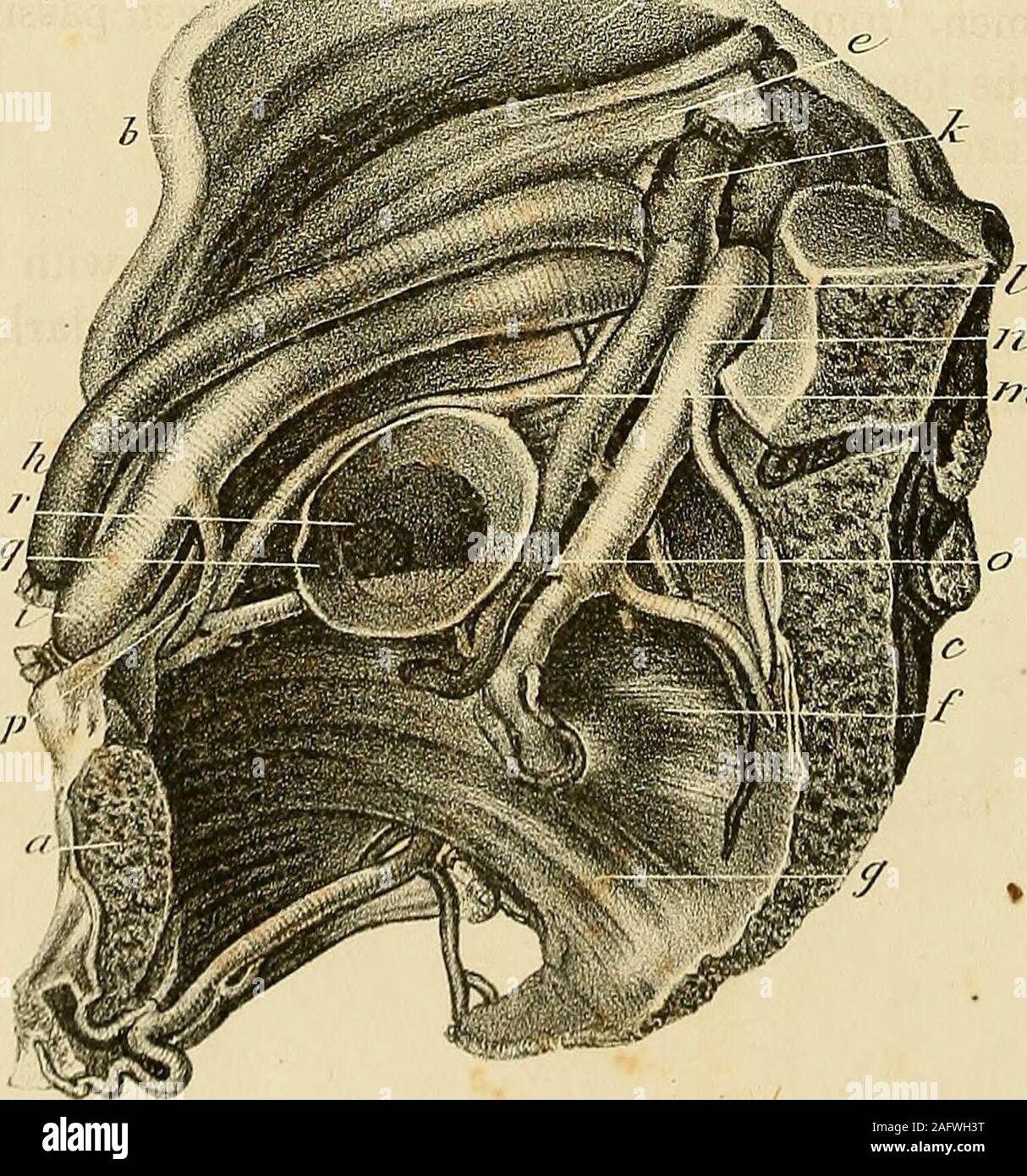 . The anatomy and surgical treatment of abdominal hernia. &??* d. &gt; fjn-^dcl SmcZnu s Iiitii PLATE XX III.—Fig. 1. Gives an internal view of the ischiatic hernia, from Dr. Joness patient.The preparation is in the anatomical collection at Saint Thomass Hos-pital. a. Section of the pubes. b. Spinous process of the ilium. c. Sacrum. d. Iliacus internus muscle. e. Psoas muscle. /. Pyriformis muscle. g. Coccygeus muscle. h. Termination of the external iliac artery in the crural. i. Beginning of the crural vein. k. Trunk of the common iliac artery. /. Internal iliac artery. m. Obturator artery, w Stock Photo