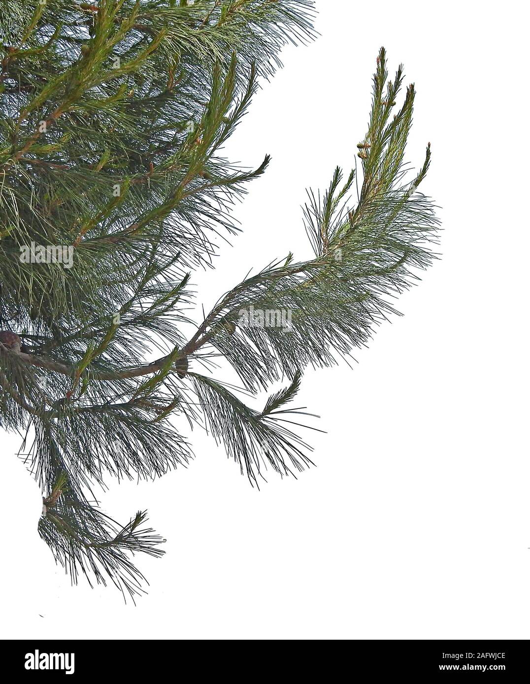 Pine branch with cones isolated on white background Stock Photo - Alamy
