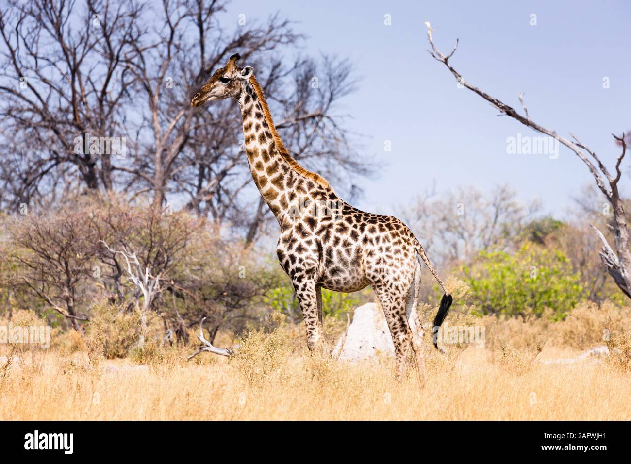 Giraffe standing in savannah, Moremi game reserve, Okavango delta, Botswana, Southern Africa, Africa Stock Photo