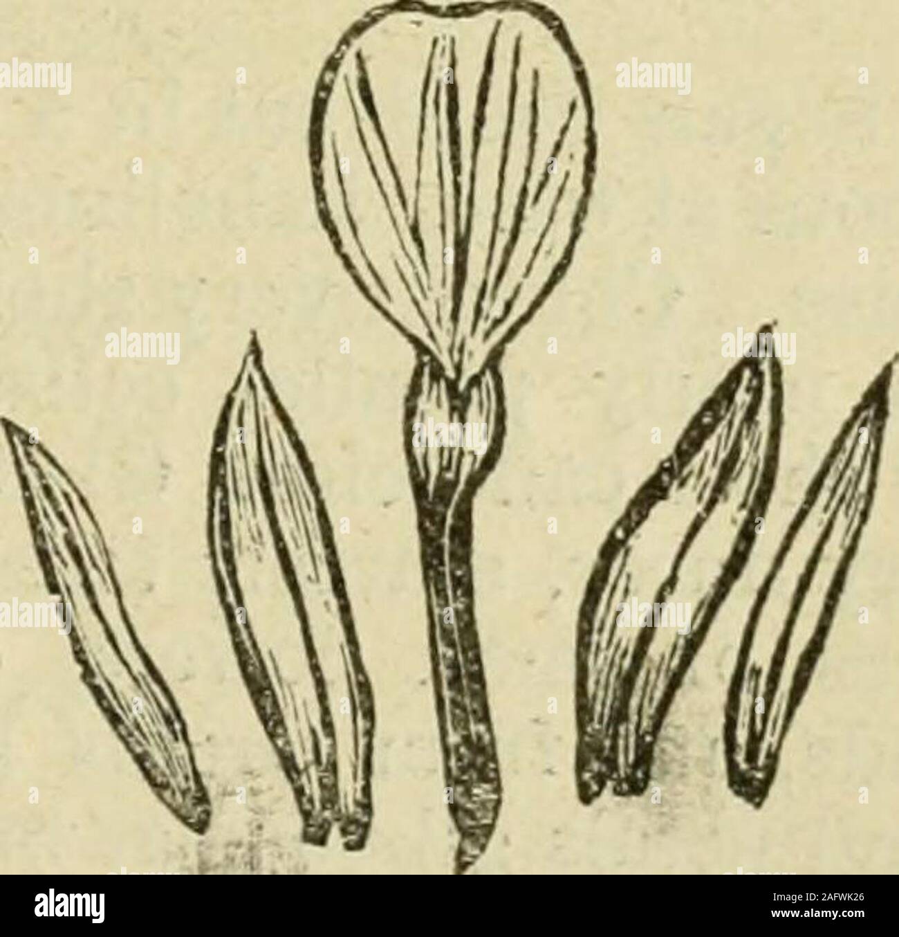 . Flora of Syria, Palestine, and Sinai : from the Taurus to Ras Muhammas and from the Mediterranean sea to the Syrian desert. Touru. Limodorum. Sepals and petals ascending. Labellum constricted at middle,somewhat jointed, the hypochilium parallel to column, connate with itat base, spurred; epichilium undivided Column elongated, triangular.Anther oblong, terminal, movable, 2-celled. Pollinia 2, undividedjat length adherent to the transversely ovate, 2-lobed, stigmatic glands.Ovary not twisted, stipitate — Parasitic, leafless herbs, growing on roots of Pines and Oaks, li. al?ortiviiiii, L. 2X .5 Stock Photo