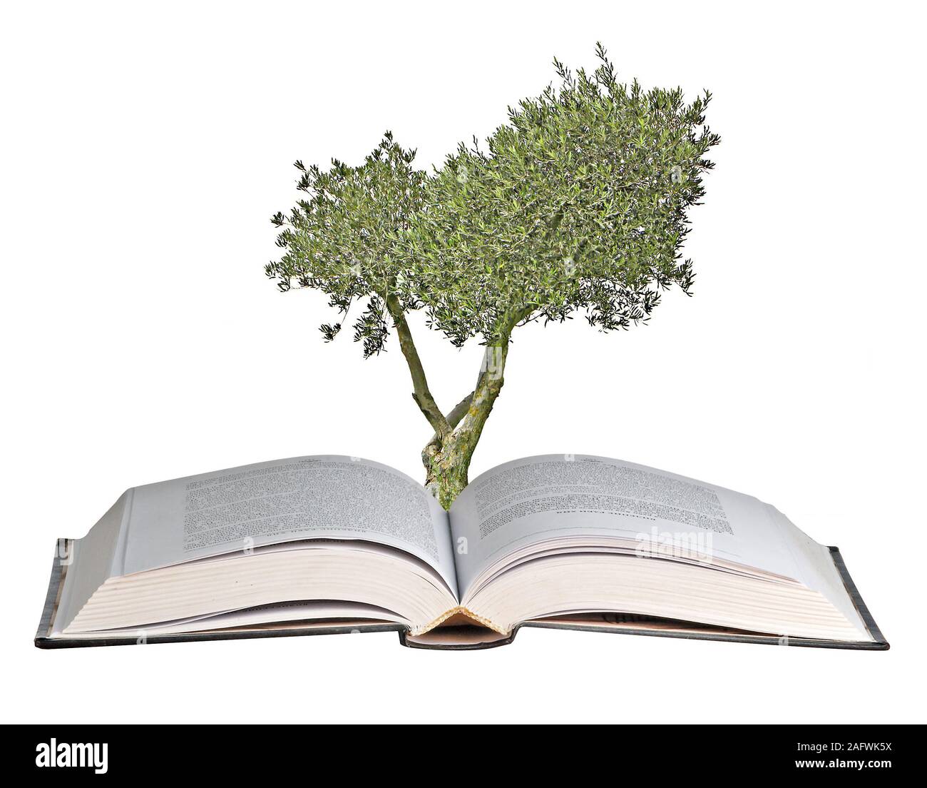 Olive tree growing from book Stock Photo Alamy