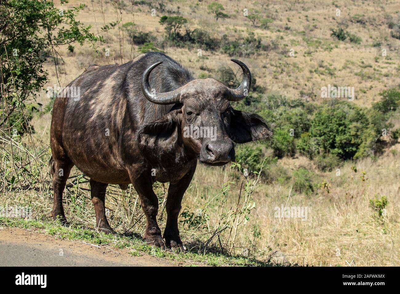 Mother Cape buffalo, (Syncerus caffer caffer) in Hluhluwe–iMfolozi. Stock Photo