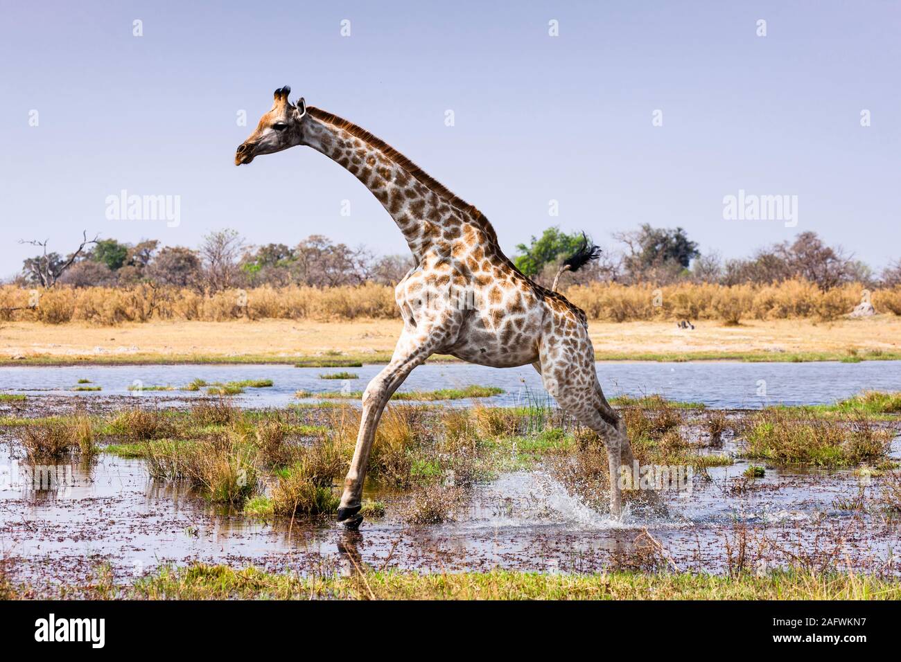 Giraffe running hi-res stock photography and images - Alamy