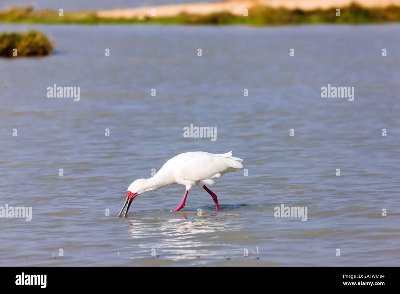 African Spoonbill hunting fishes in river, Moremi game reserve, Okavango delta, Botswana, Southern Africa, Africa Stock Photo