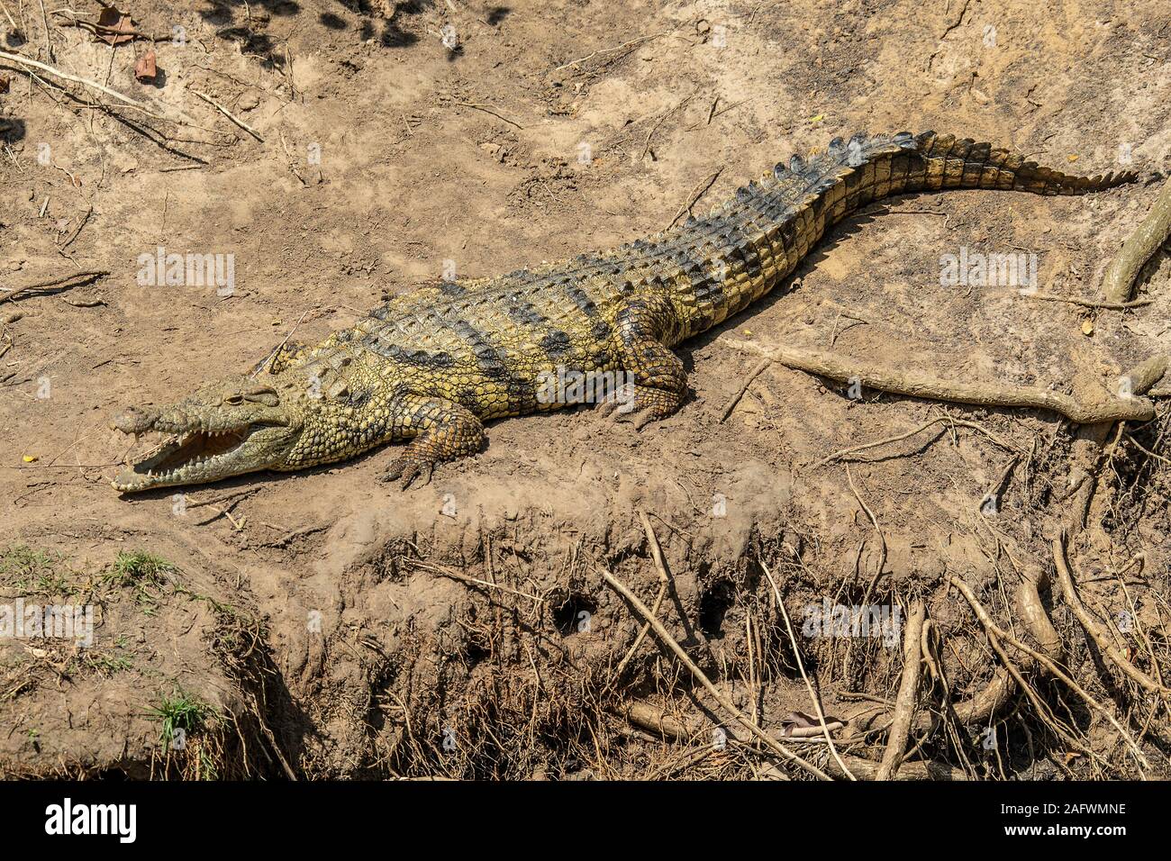 NIle Crocodile on the bank of Lake St Lucia Stock Photo