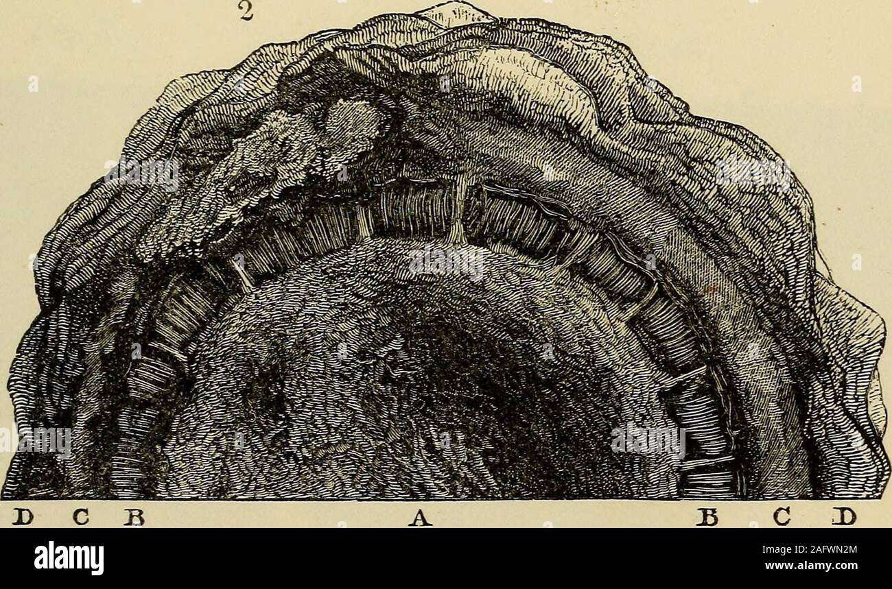 . Geology and mineralogy considered with reference to natural theology. Trunk of Cycadites Megalophyllus,from I. of Portland. Scale .. IB C ZD Transverse section of the Trunk of Cycadites MegalophyllusfromI. Portland. Scale . PL 61, Fig. 1 A. Ecl) C Jp Stock Photo