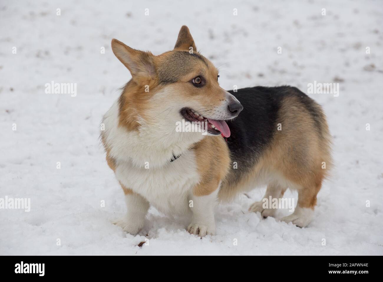 Fawn corgi 2025