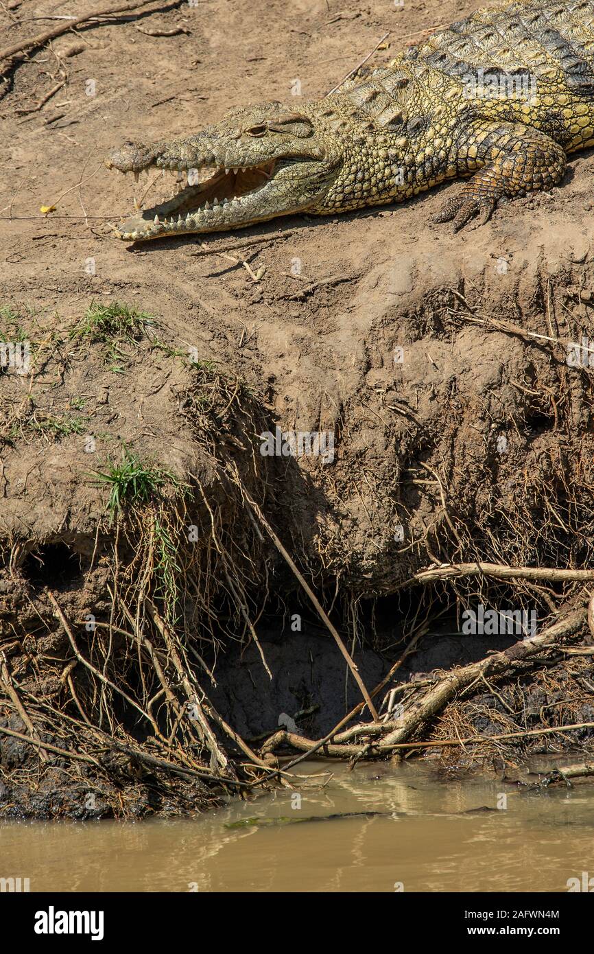 NIle Crocodile on the bank of Lake St Lucia Stock Photo