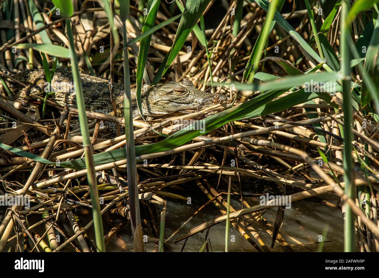 Young Nile Crocodile in reeds on the bank of Lake St Lucia Stock Photo