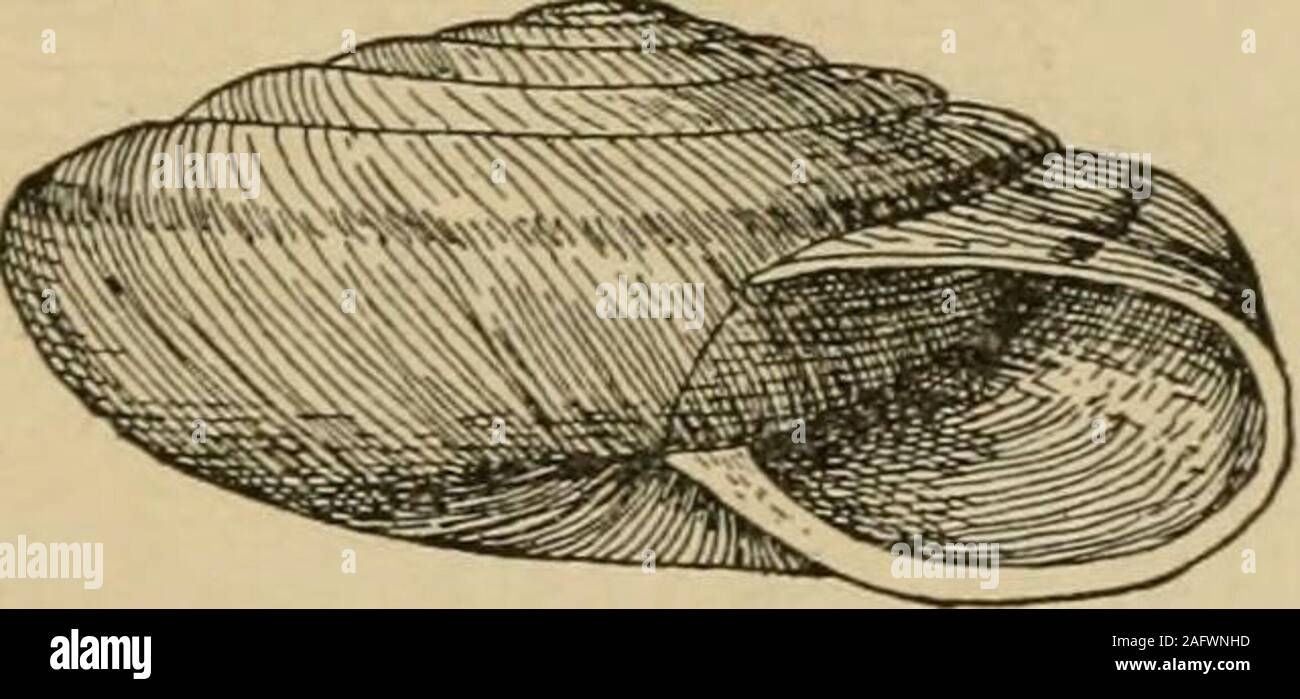 . West coast shells. A familiar description of the marine, fresh water, and land mollusks of United States, found west of the Rocky Mountains ... see the resultin the engraving. The shell is umbilicated and seven-whorled; thespire is low conical, and the outer lip but slightlythickened. The peristome is whitish, but the shell isdark chestnut, with a still darker band, which isedged with equal stripes of light yellow. The animalis slate-colored, and its surface is covered with numer-ous little elevations. The diameter of the shell isthree-fourths of an inch, sometimes larger. Helix (Aiionta) Mo Stock Photo