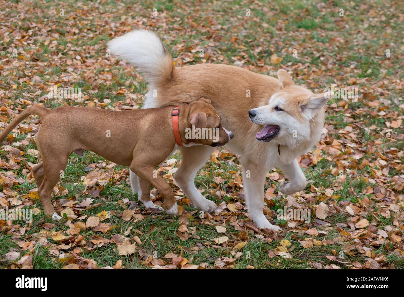 japanese terrier