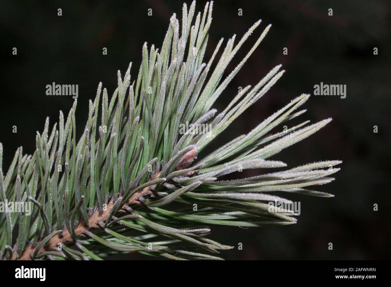 The green branch of the pine is covered hoarfrost. Close up. Seasons of ...