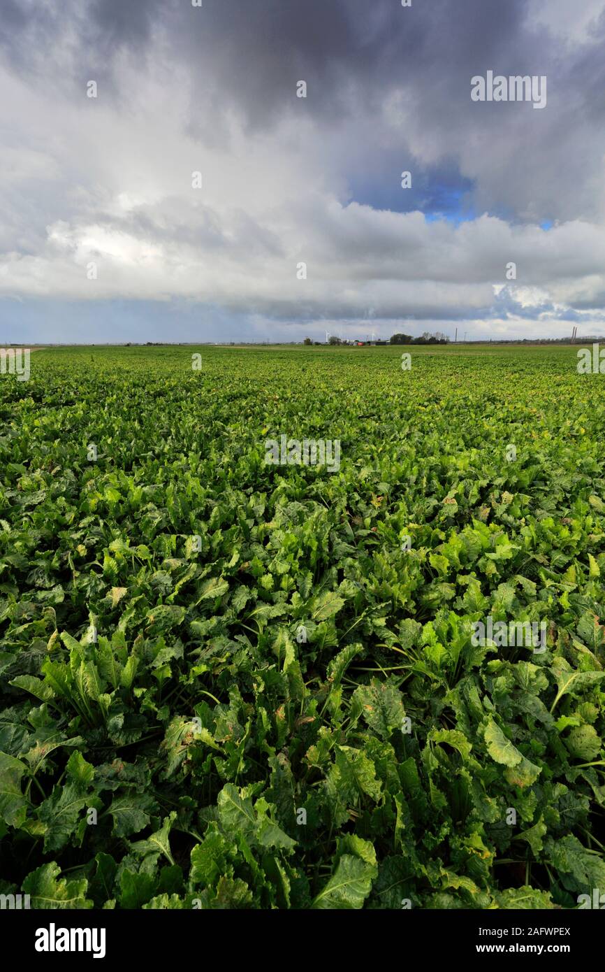 Black soil crops hires stock photography and images Alamy