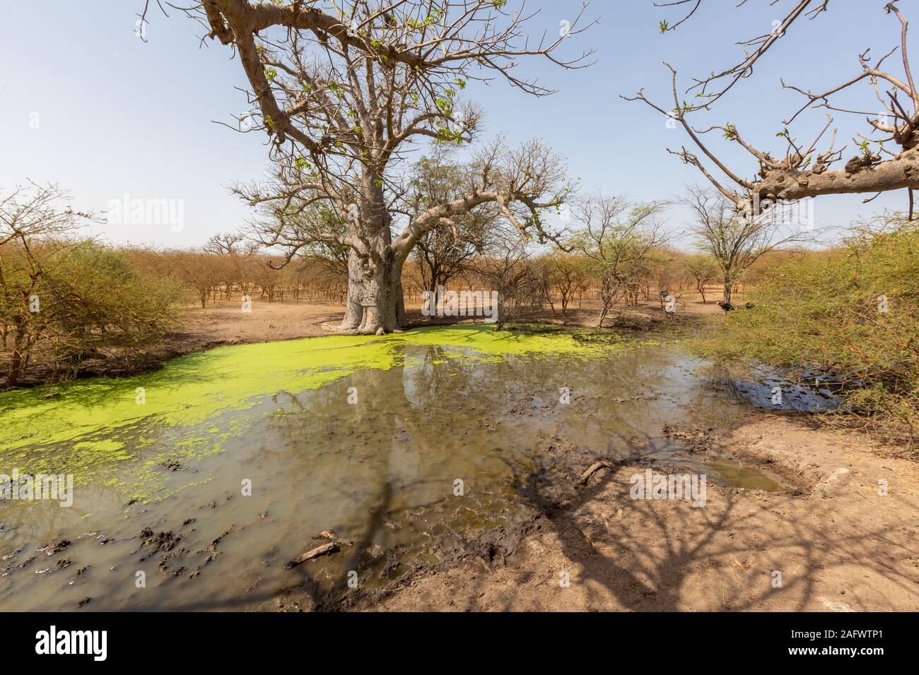 Beautiful pond surrounded by trees and plants captured in Senegal
