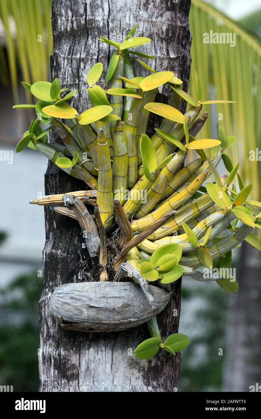 Cactus shoots growing from coconut shell attached to palm tree Stock Photo