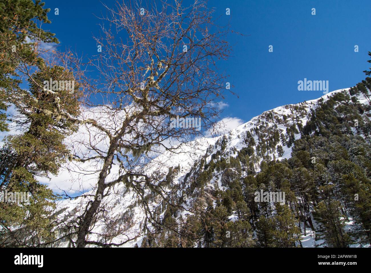 View over a Swiss pine Pinus cembra forest and mountain peaks in the Austrian Alps. Kaunertal, Tyrol. Stock Photo