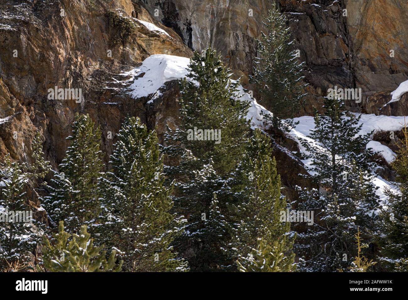 Mountain pine (Pinus cembra) forest in Kaunertal, Tyrol, in the Austrian Alps. Stock Photo