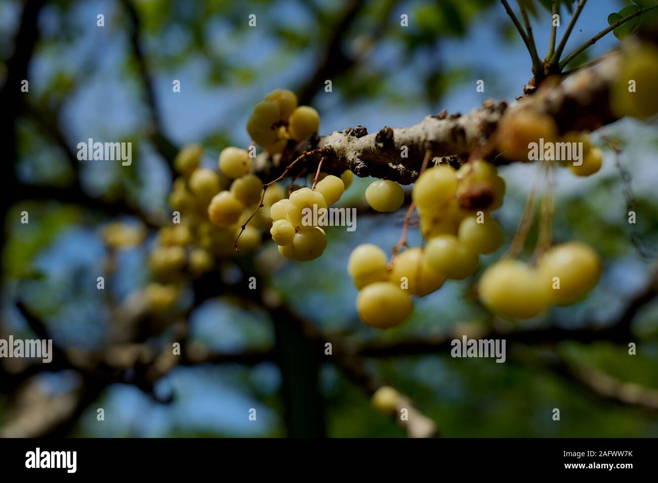 Ciremai (Phyllanthus acidus) or Star Gooseberry, Tropical Fruits Stock Photo