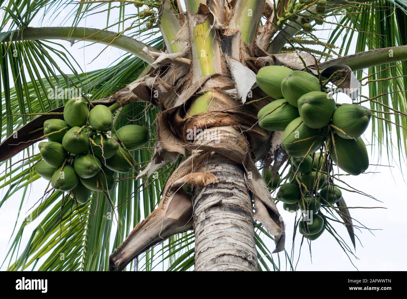 Coconuts on palm tree - Cocos Nucifera Stock Photo