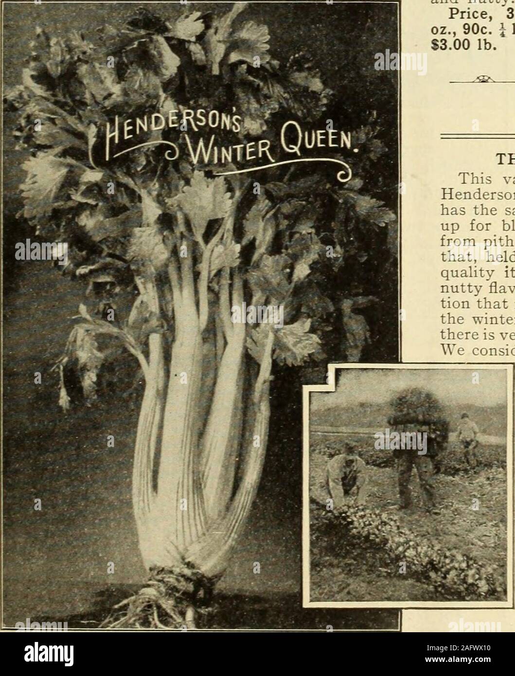. Henderson's wholesale catalogue. : seeds, implements, fertilizers, insecticides &c. for market gardeners and truckers. L. Rhodes, had 20 acres of Golden Self Blanching Celery from your seed .L. H. Rhodes had 7 acres and part of mine was from your seed. Not a hollow Celery fromHendersons Seed—the other is nearly all hollow. W. S. RHODES, Kent, Ohio. WHITE ROCK CELERY. A new and unsurpassed variety for winter use, of very dwarf andvigorous habit with large solid heart, crisp, and tender; blanchesquickly after banking to a rich creamy-white color, a most desirablevariety for market use. It is a Stock Photo