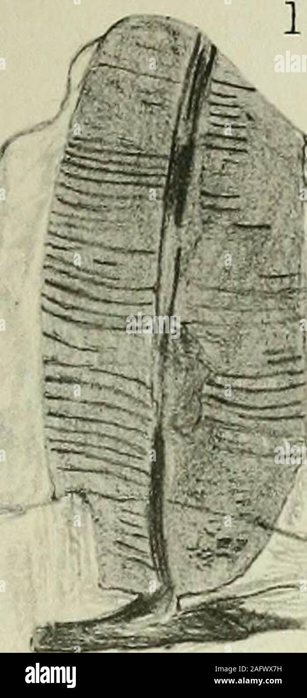 . The Quarterly journal of the Geological Society of London. Todites williamsoni Brongn. Part of sterile pinna, showing nervation. X2-5. (Seep. 228.) 7. Nilssonia orientalis Heer. Part of a frond with an irregularly-lobed margin. (See p. 241.) Natural size. Plate XXIV. Fig. 1 a. Williamsonia spectabilis Nathorst. Part of a male flower, showingsporophylls united at the base and bearing fertile segments above.(See p. 230.) Natural size.1 b. W. spectabilis. Part of a sporophyll, showing one of the small distallobes bearing synangia. From the counterpart of the specimenshown in fig. la. X 2. 2. W. Stock Photo