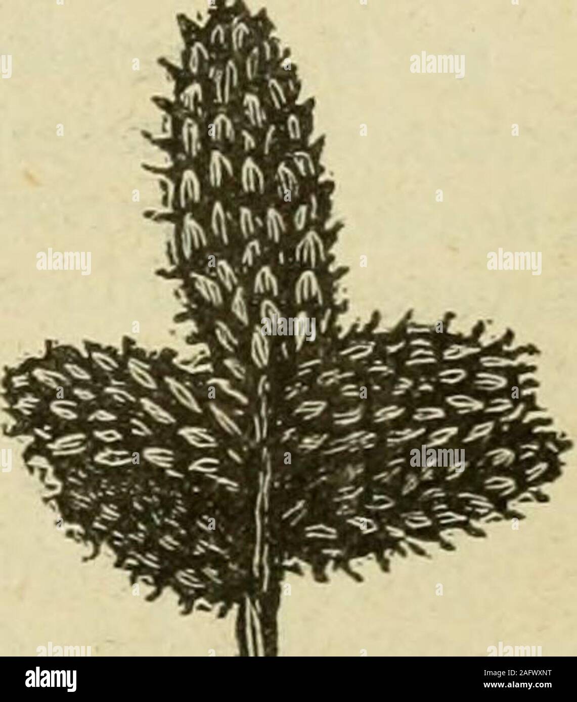 . Flora of Syria, Palestine, and Sinai : from the Taurus to Ras Muhammas and from the Mediterranean sea to the Syrian desert. 315. M. amplcxicaulis, Vahl. © ^Adu. .1 to.3, glaucous; stem at length often induratedbelow, branching from base; branches horizontaland ascending, nodular. Leaves minute, alter-nate, half-globular, clasping, obtuse, with rudi-mentary lamina. Spikes sessile, alternate, ob-long, .005 to .015 long, racemed; flowers con-nate to tip; stamen 1^— May to August — Coastnear Gaza, and southward to Egypt. TerminaLpikes of Halopeplis am-plexicaulis. 11. HAI.OC]^EMUM, M. B. Halocne Stock Photo