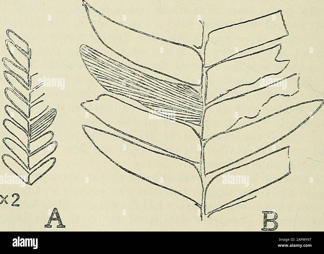 . The Quarterly journal of the Geological Society of London. set. The pinna? arelanceolate in shape, with entire margins tapering gradually to anacuminate apex. Their bases are rounded, and they are attachedto the rachis by the central portion of the base, which is slightlyconcave in form at the point of insertion. The pinnae are traversedby a number of fine parallel veins. One of the specimens is part of a larger frond, with pinnae8 to 9 cm. long and attaining a width of about 13 mm.; the othermore complete example has much smaller pinnae, only 2 cm. longand 5 mm. wide. The characters of both Stock Photo