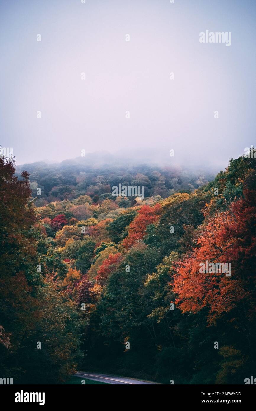 Vertical shot of colorful trees covered in fog in the middle of an ...