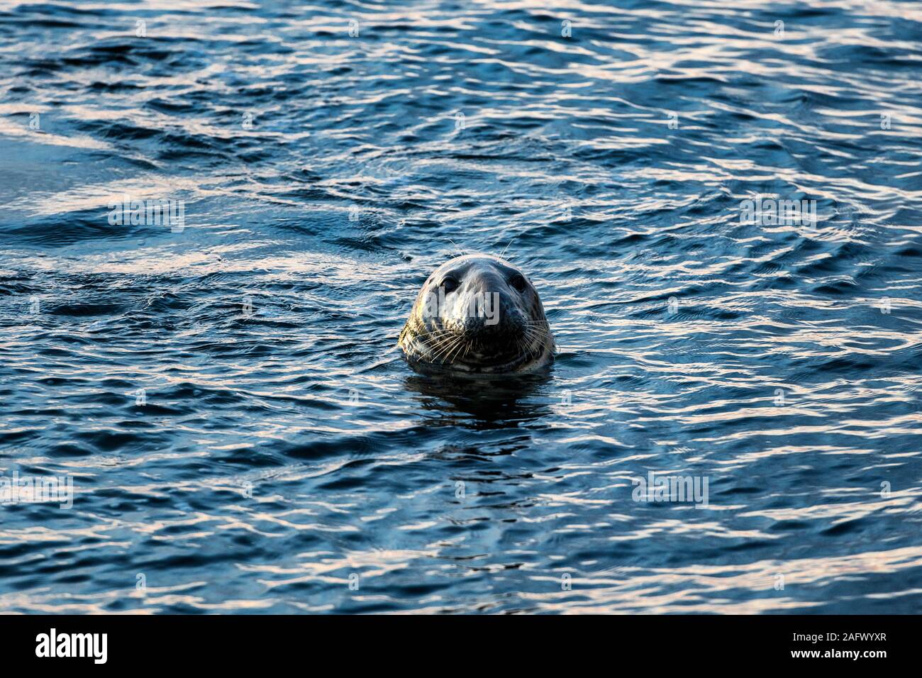 Harbor seal, Chatham, Cape Cod, Massachusetts, USA. Stock Photo
