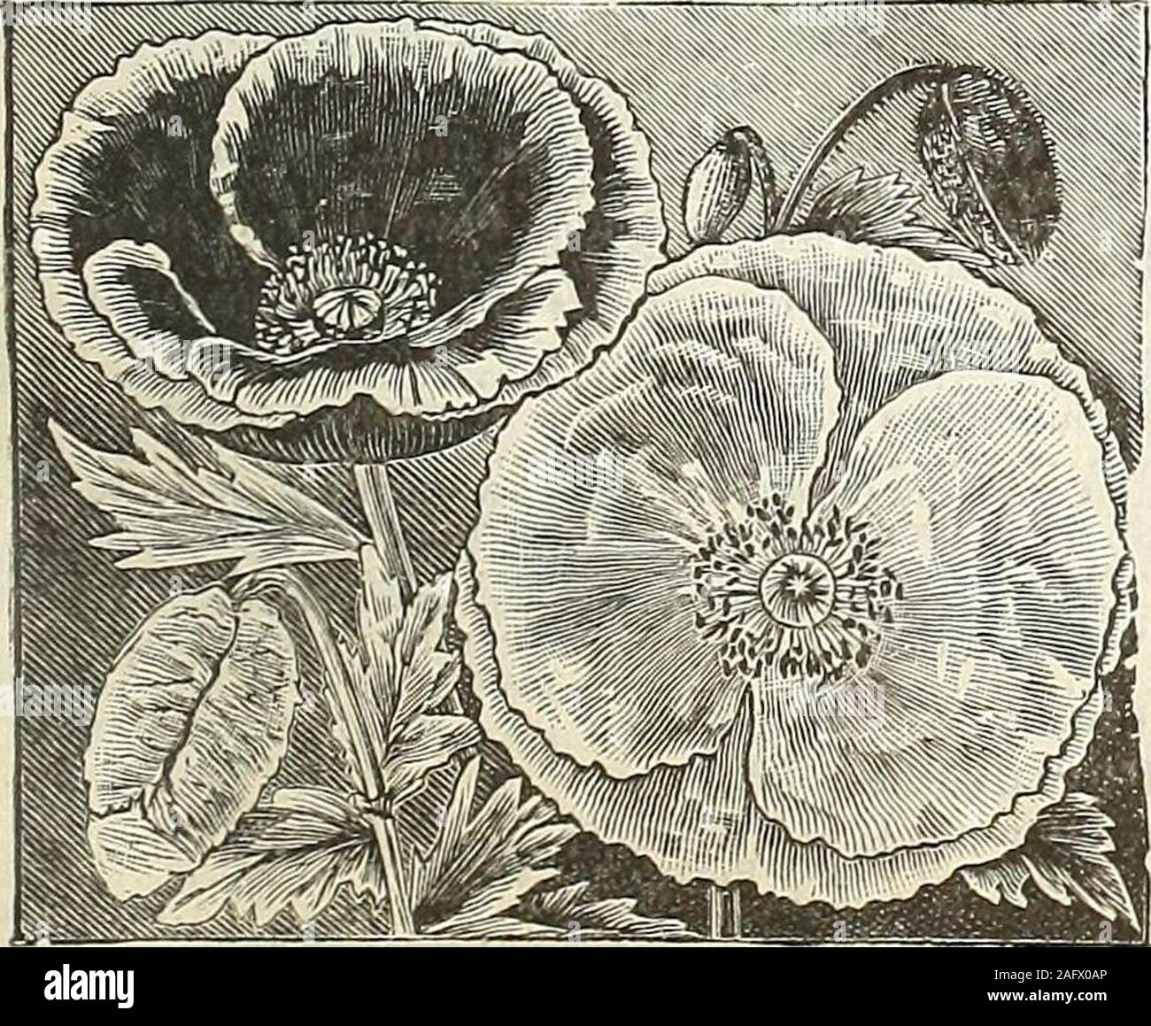 . James J.H. Gregory & Son's catalogue of home grown seeds. ly shaped and of the purest possible white, andcontinues longer in bloom than other Poppies 15 322 —— Umbrosum. Very fine, with flowers of a brilliant deep scar- let, marked with four large black spots 10 323 Double. Mixed. Brilliant and showy; about two feet high; fine for background and shrubbery 05 324 Fairy Blush. Immense globular flowers; perfectly double, petals elegantly fringed, color pure white, tipped with rose, 10 325 Danebrog. The flowers are of a brilliant scarlet color, bearing on each of the four petals a large silvery- Stock Photo