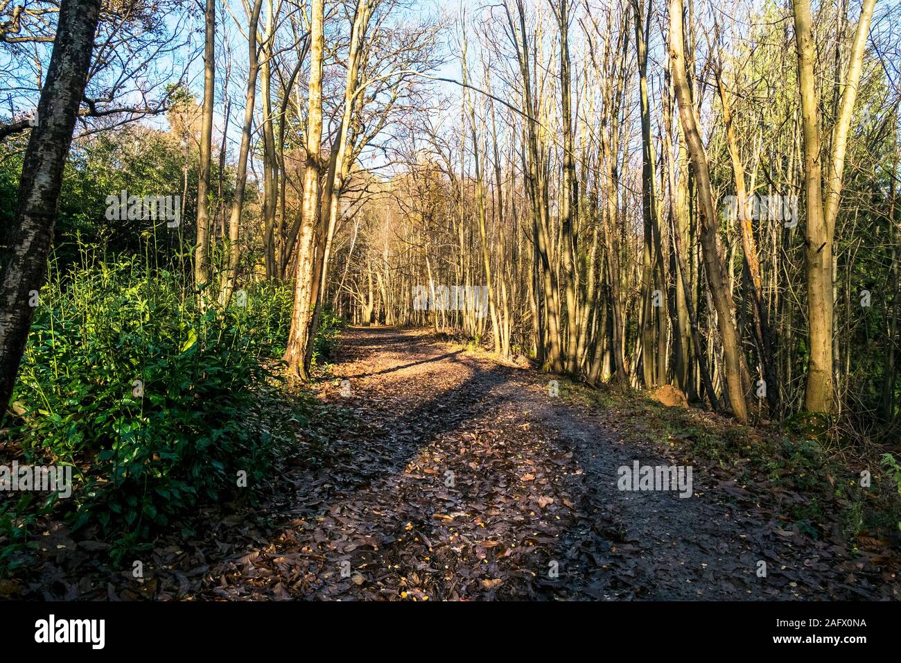 A path through an autumnal Thorndon Park north in Brentwood in Essex