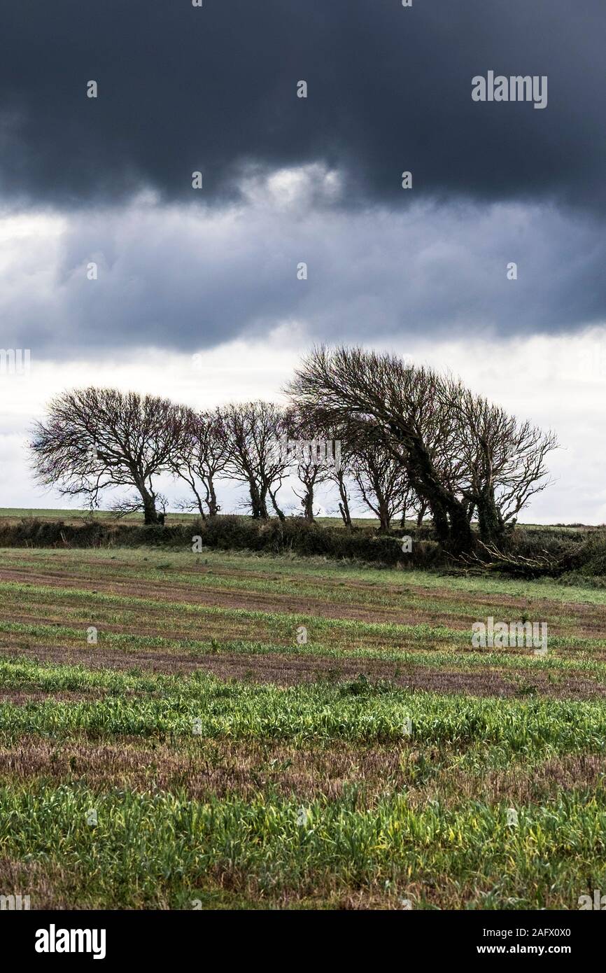 Trees growing in a hedgerow on the edge of agricultural land in