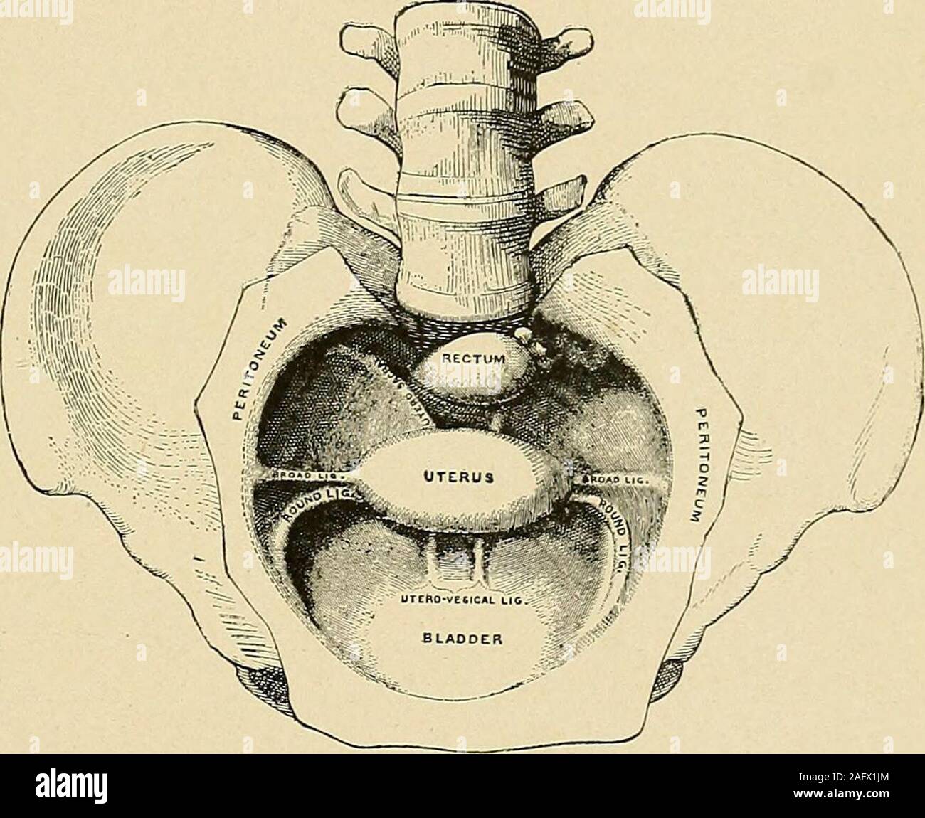 Broad ligament hires stock photography and images Alamy
