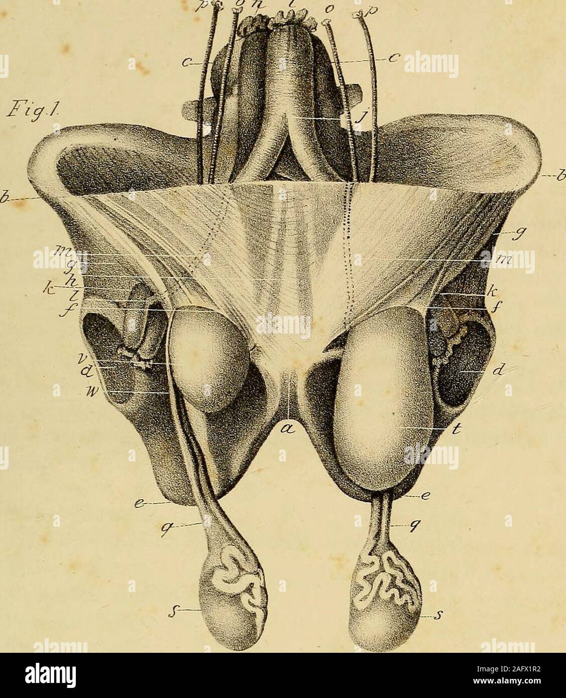 . The anatomy and surgical treatment of abdominal hernia. on the opposite side. EXPLANATION OF PLATE VII.-%2. An internal view of the same preparation showing the orifice of thehernial sacs, with the relative situations of the epigastric and spermaticvessels. a. Symphysis pubis. b. Anterior superior spinous process of the ilium, c. The spine.d d d d. Abdominal muscles drawn downwards to show the cavity of the pelvis. e. The bladder. f. The rectum. g. Bifurcation of the aorta.h. The inferior cava.i i. Spermatic arteries.k k. Spermatic veins.I. Vas deferens.m m. Epigastric arteries and veins.n n Stock Photo