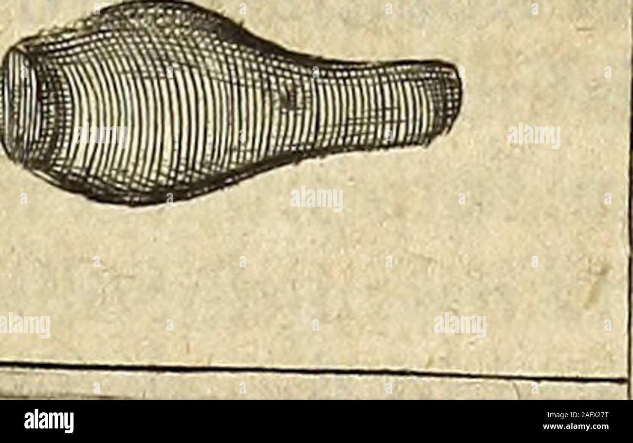 . Miscellanea Curiosa Medico-Physica Academiae Naturae Curiosorum. em extraxit 3 ficque miferam i dolo«?ris acerbitate reddidit immunem. D.Sebaftianus Schefferus in literis adD. Sahm. Rttfeliunt, FrAMO*furtimenfe Martio Anni 1674. (ConferripoteflD. Petri Bftar^q^fj. apudRiveriumpag.348.)OBSERV. XXl.p%%^9-Q£xp*™°rrl&gt;oidikus in fseminis, ami*cus noiter,Dn. D. mdelius Mifcellaneis curiofisinferuit, memoriarrL*refricant gemellarum aliquot hiftoriarum ,quarum bigamfaltejn addereplacet. Haemorrhoidibus coecis tumentibus & fumme dolorifids, quastandemetiam fuppurata?,cognata qusdam mea antedecenn Stock Photo