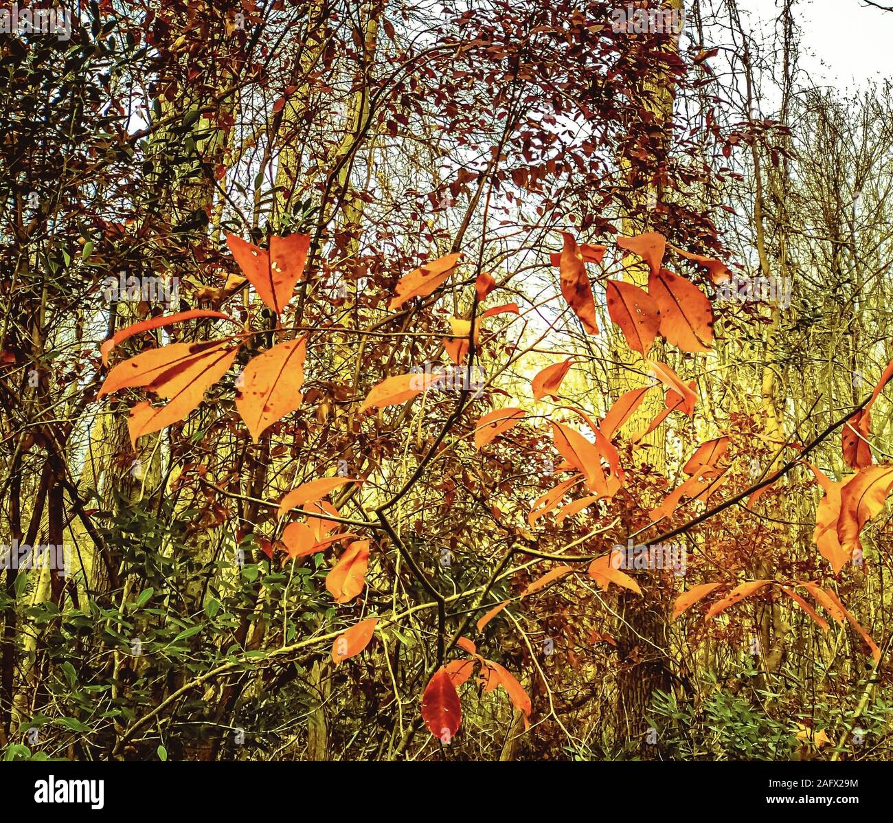 Beautiful scenery of dry autumn leaves in a forest - great for a ...