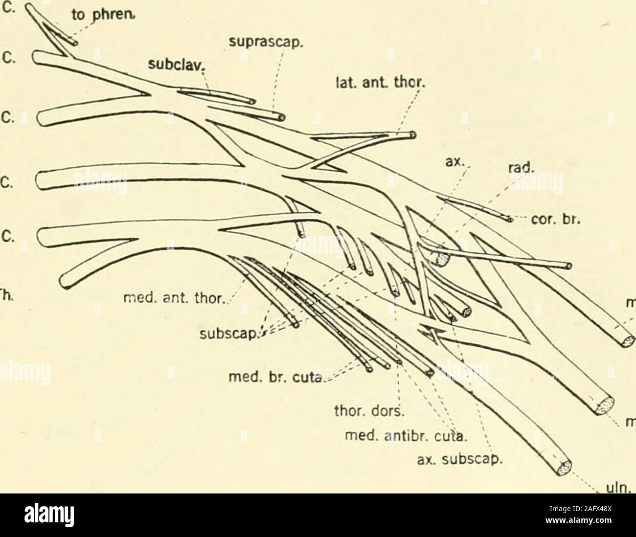 . The American journal of anatomy. Fig. 22 From the right side of a white male, age 38 jears, reversed. Group 2,Type E. Fig. 23 From the right side of a colored male, age 45 years, reversed. Group1. Type B. BRACHIAL PLEXUS OF NERVES IN MAN 393 to phrea lat. ant thor.. med. br. cuta.- thor. dors,med. antibr. cuta. ax. subscap. 24 to phren. :.. C C.Th.i Stock Photo