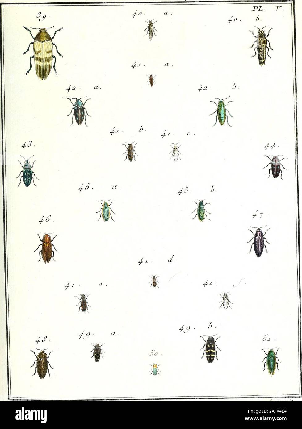 . Entomologie ou Histoire naturelle des insectes, avec leurs caractères génériques et spécifiques, leur description, leur synonumie et leur figure enluminee ... Coléoptères Tomes I-V. r Jp,.Z)- •^loebuiji J^c-shjnJamc sculjr ? l^f 3 2, . lîXrPRESTE. Htcpi-c^Us .. &gt;- J^elfrechtJleinoLiccn^ . i ,yftu sru. r N? 52. BTJPIIEST:E , Jia^&gt;rcj-à.r. I&gt;L. T^T. 02. a Stock Photo