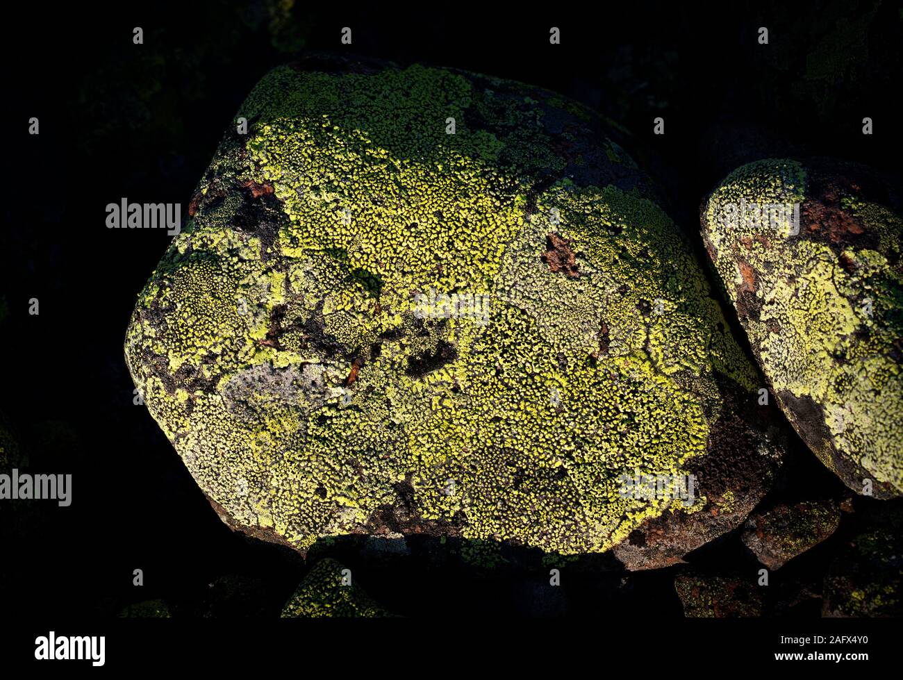 A green lichen on a rock surface. Dark background. Stock Photo