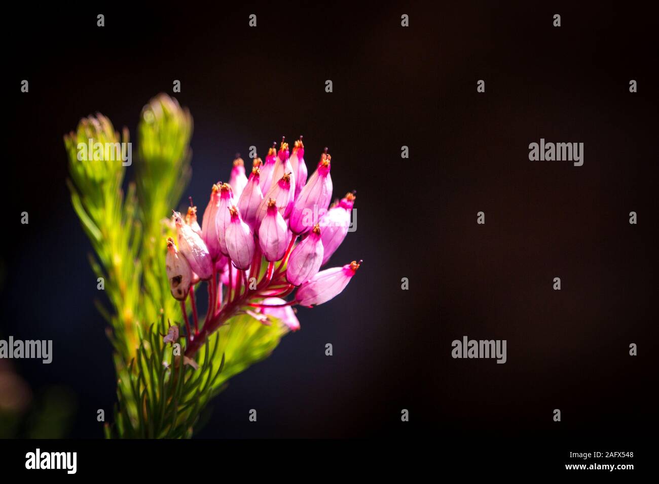 Fynbos vegetation with a close up of a pink Erica with black background, Western Cape, South Africa Stock Photo
