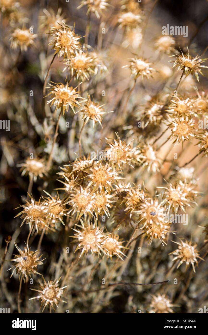 Fynbos vegetation with dry and golden flowers, Western Cape, South Africa Stock Photo