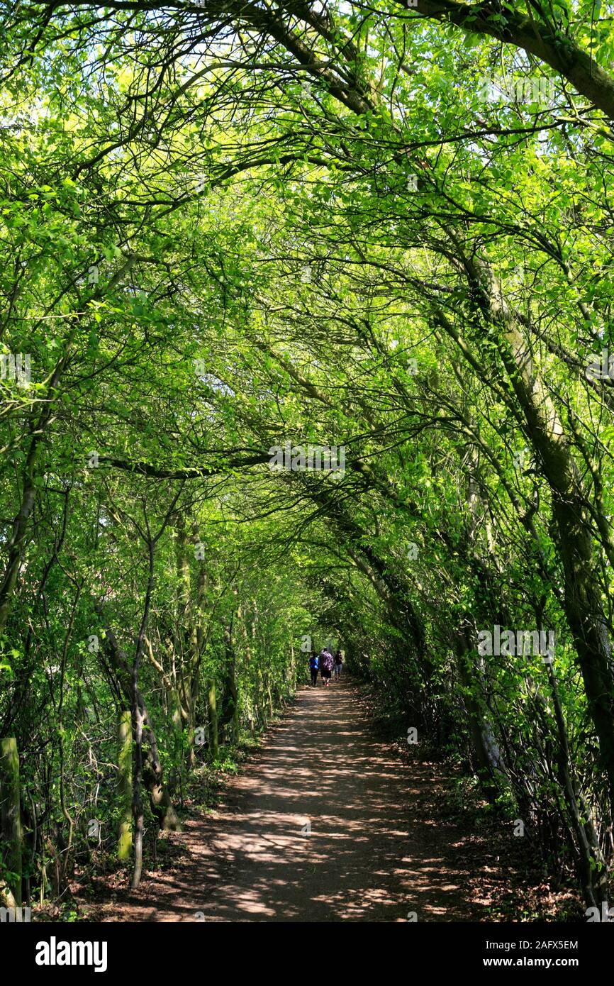 Willow tunnel hi-res stock photography and images - Alamy