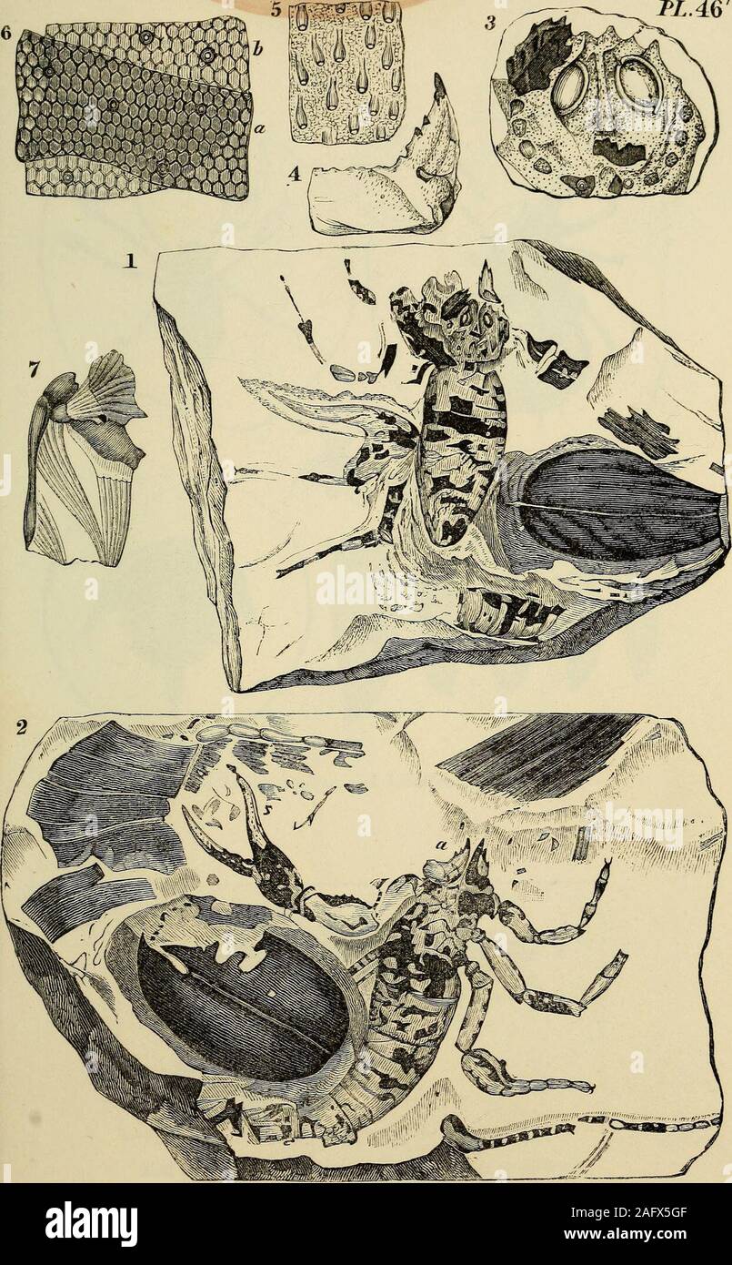 . Geology and mineralogy considered with reference to natural theology. ?* er.&el. TRILOBTTES. Zeittex sc , PLA6. Fossil Scorpion from the Coal Formation at Chomlc in Bohemia. PL 46. Stock Photo