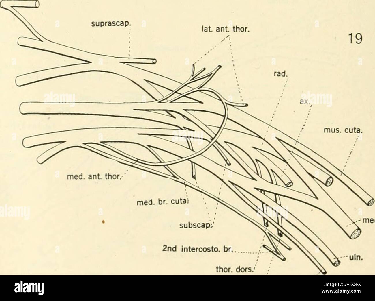 . The American journal of anatomy. 18 ax. subscap: C. 7C. , m 1. ax. subscap. m^l- anW^- c^^. Fig. 18 From the right side of a colored male, age 20 to 25 years, reversed.Group 1, Type B. Fig. 19 From the right side of a white male, age 55 to 60 years, reversed.Group 1, Type B. BRACHIAL PLEXUS OF NERVES IN -MAN 391 to phren. C, Q C. 8 Q lat. ant. thor. med. br. cuta.-..---med. antibr. cuta.- 20 Stock Photo