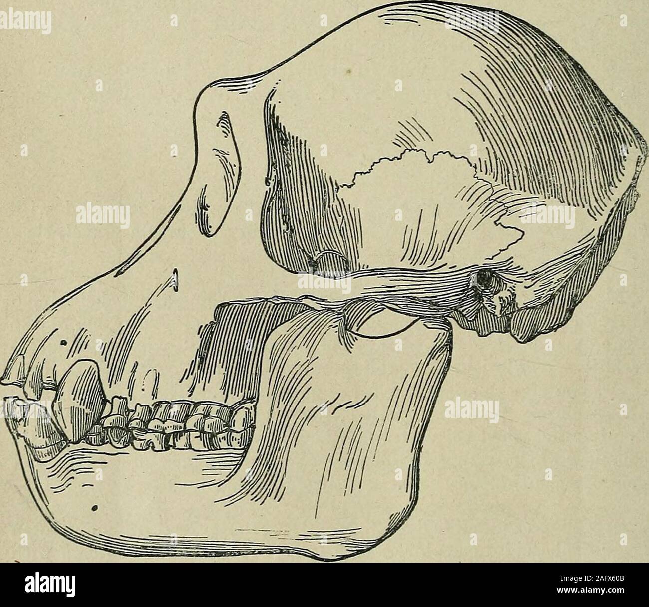 313 fotos de stock e banco de imagens de Skull And Bones Society