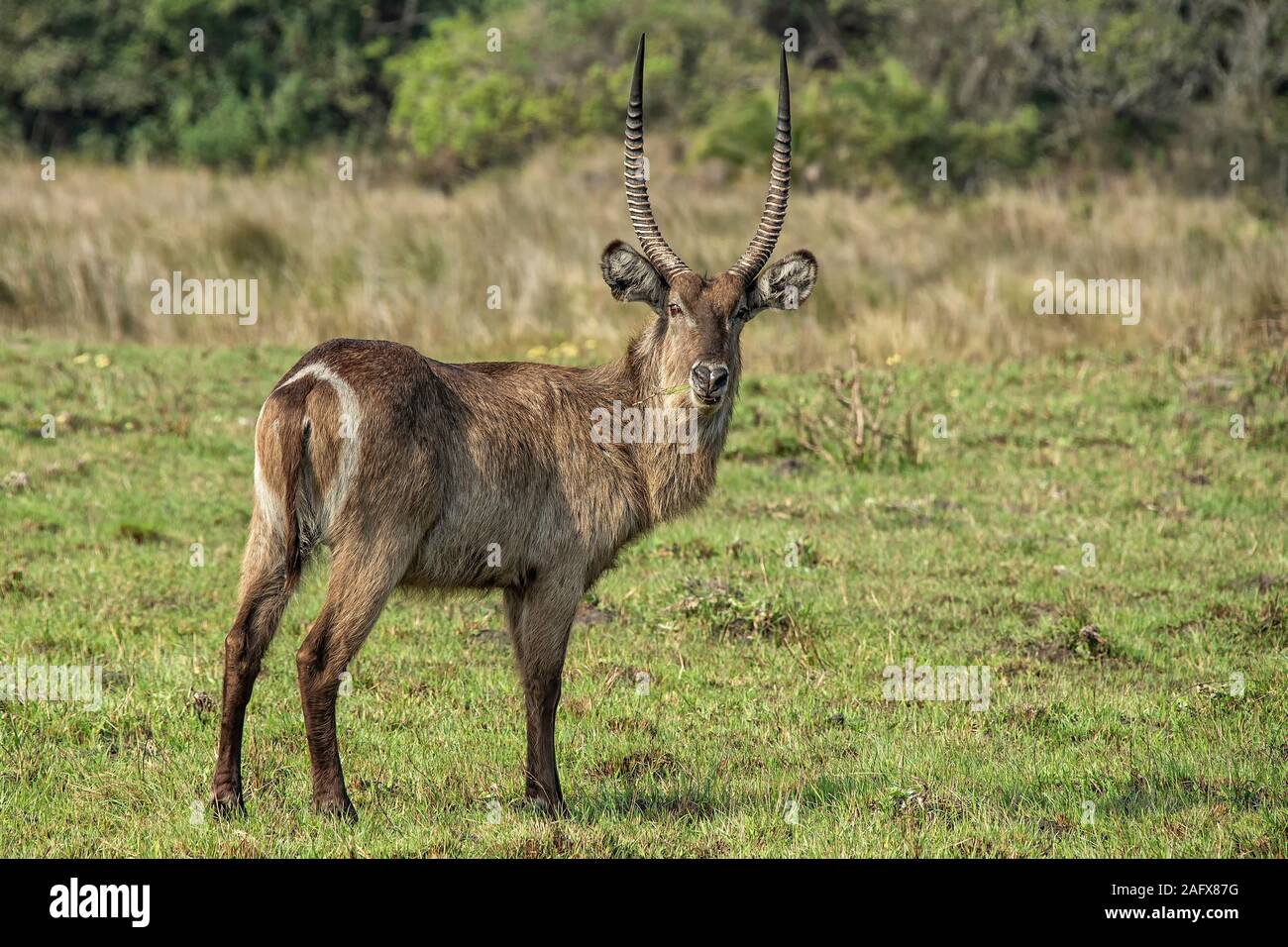 Male Waterbuck (Kobus ellipsiprymnus) standing on grassland in iSimangaliso; Wetland; Park; St Lucia, KZN. Stock Photo